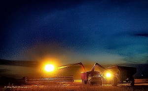 FRIDAY NIGHT HARVEST LIGHTS
